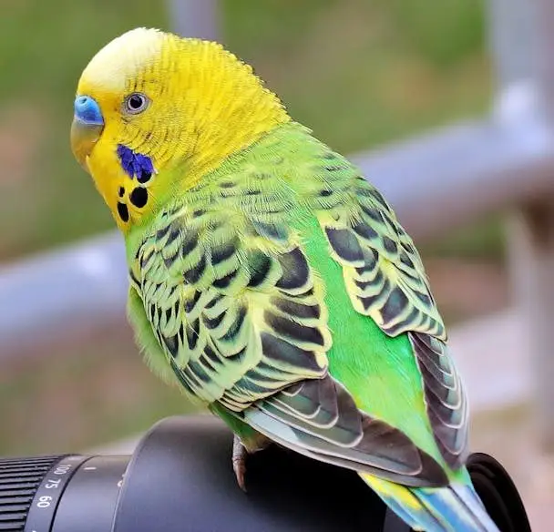 muhabbet kuşu türleri ve özellikleri